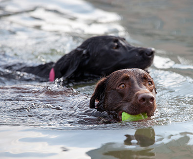 Dog Friendly Rooms